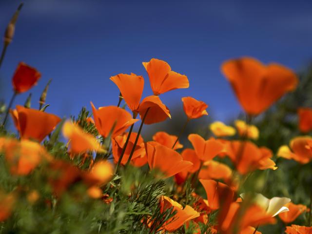 poppies